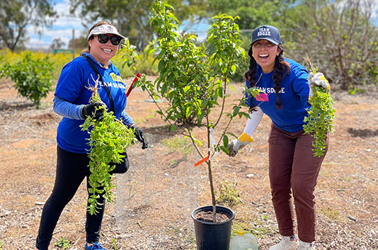 volunteers planting trees