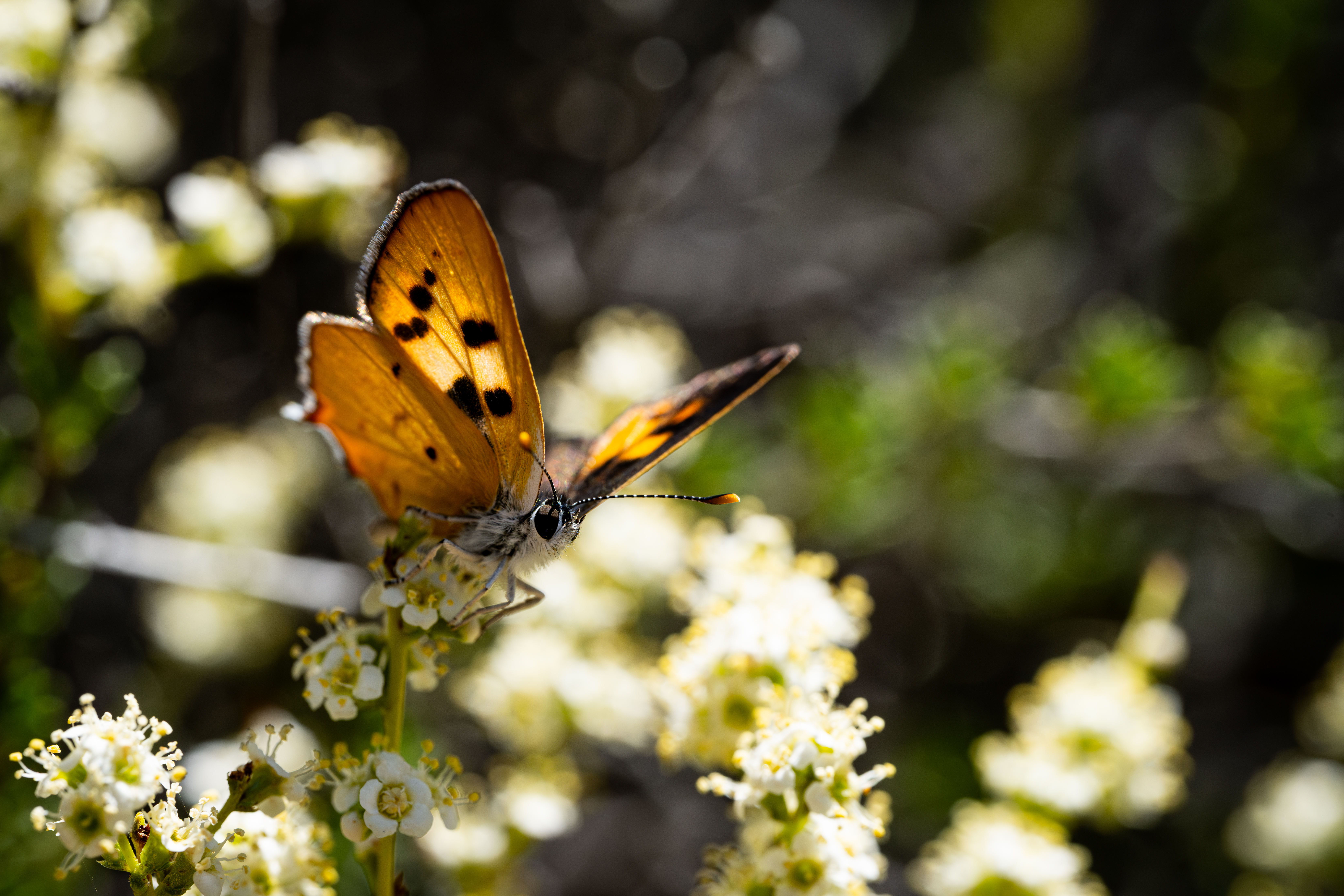 Hermes butterfly