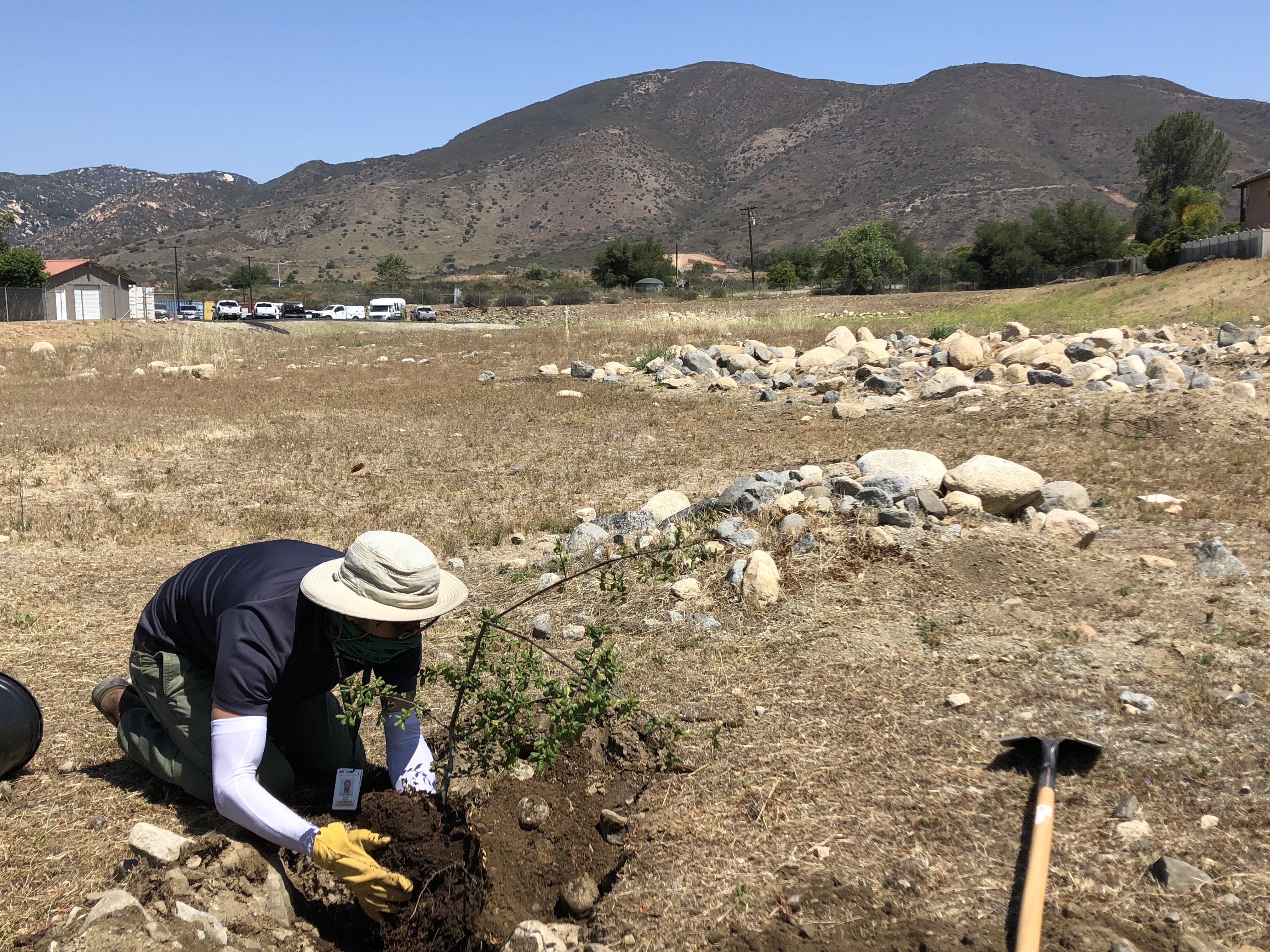 man planting trees