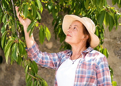 Sustainable Tree Program