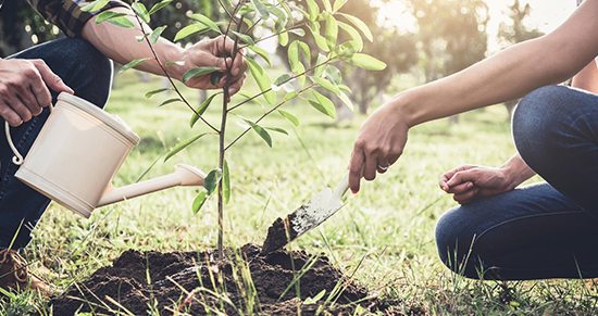 Tree Planting