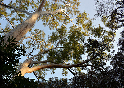 Urban Forest Council